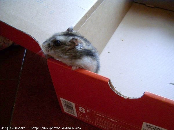 Photo de Hamster