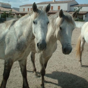 Photo de Camargue