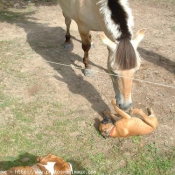 Photo de Boxer