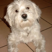 Photo de Bichon maltais