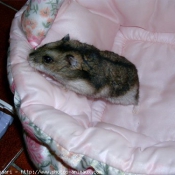 Photo de Hamster