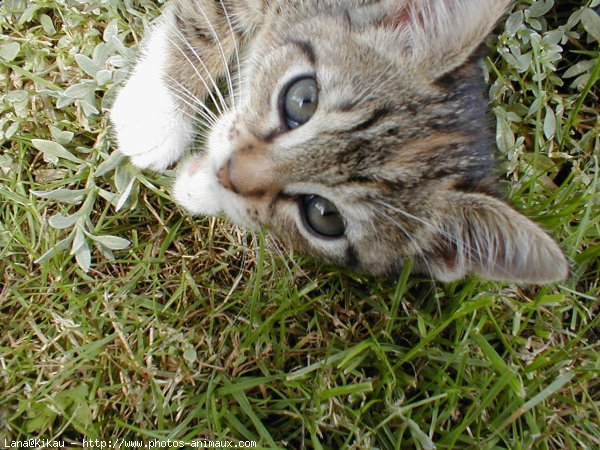 Photo de Chat domestique