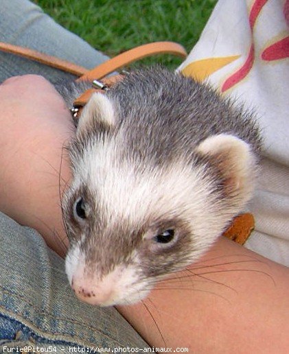 Photo de Furet