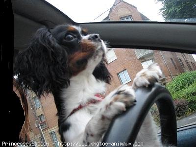 Photo de Cavalier king charles spaniel