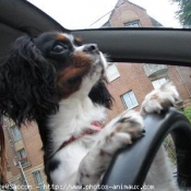 Photo de Cavalier king charles spaniel