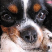 Photo de Cavalier king charles spaniel