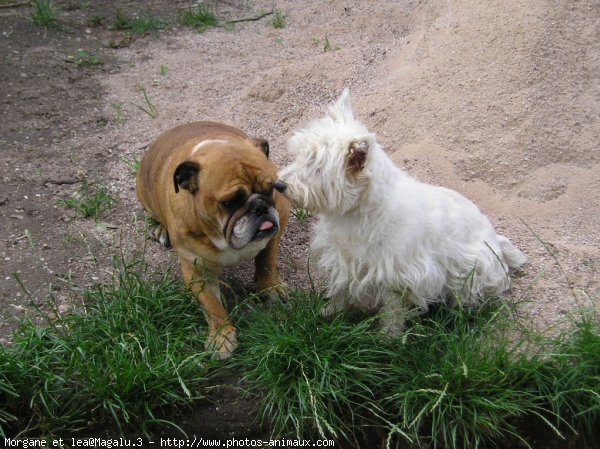 Photo de Races diffrentes