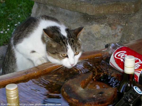 Photo de Chat domestique