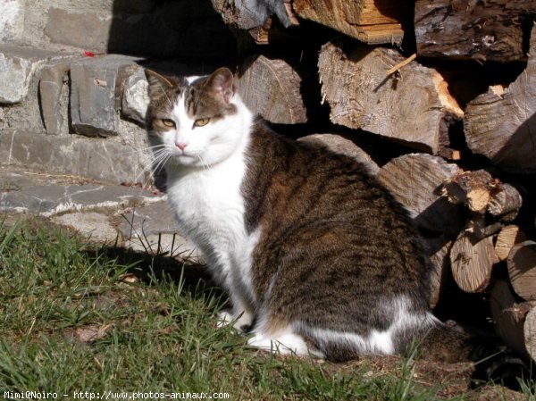 Photo de Chat domestique