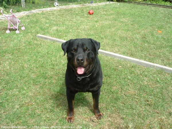 Photo de Rottweiler