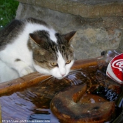 Photo de Chat domestique