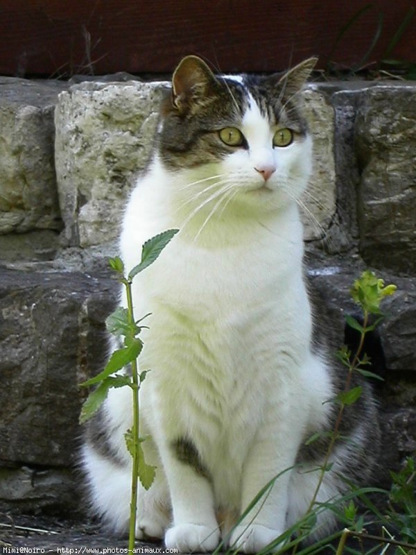 Photo de Chat domestique