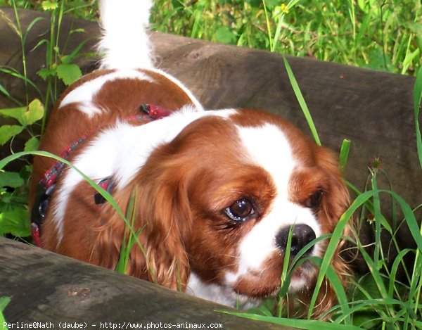 Photo de Cavalier king charles spaniel