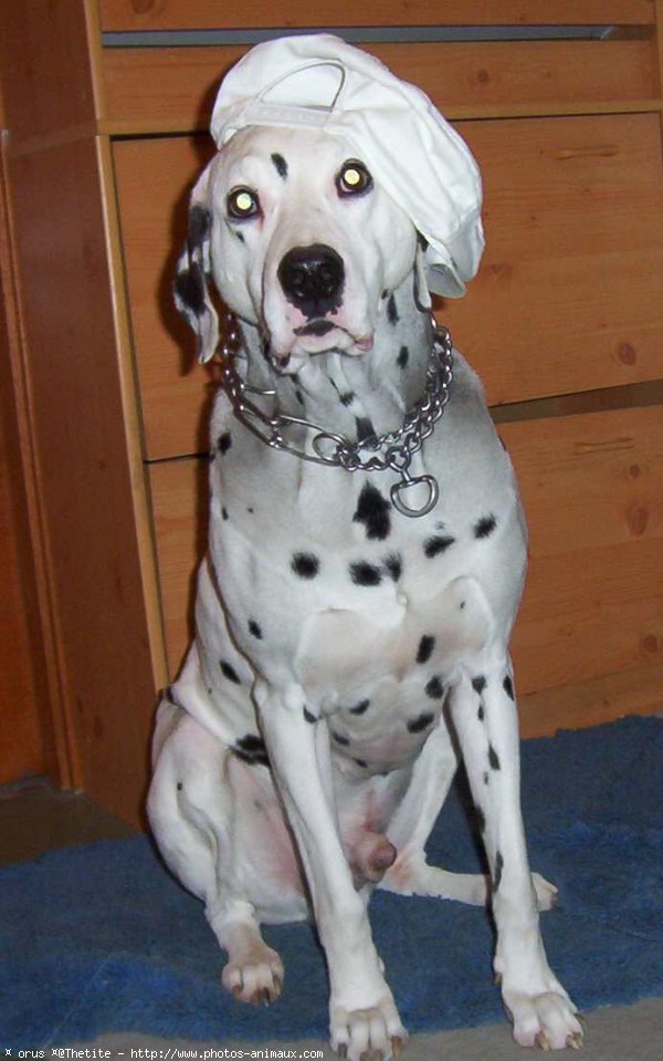 Photo de Dalmatien