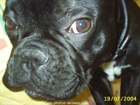 Photo de Bouledogue franais