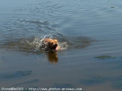 Photo d'American staffordshire terrier