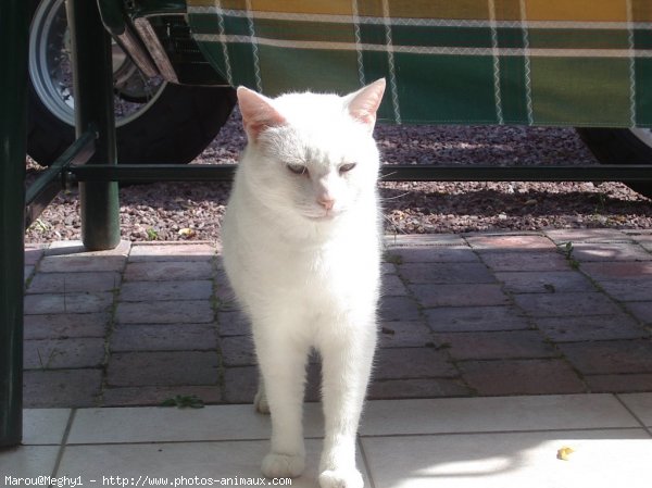 Photo de Chat domestique