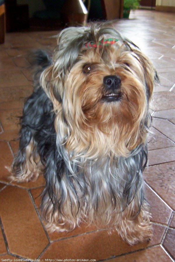 Photo de Yorkshire terrier