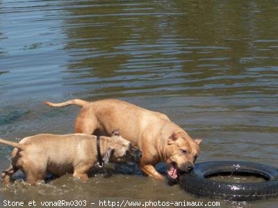 Photo d'American staffordshire terrier