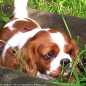 Photo de Cavalier king charles spaniel