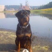 Photo de Rottweiler