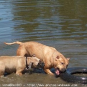 Photo d'American staffordshire terrier