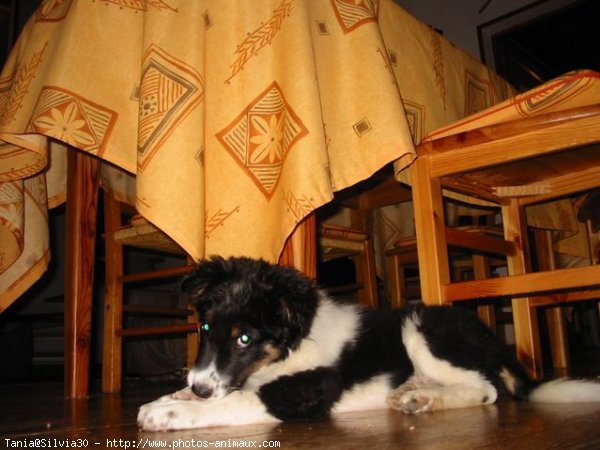 Photo de Border collie