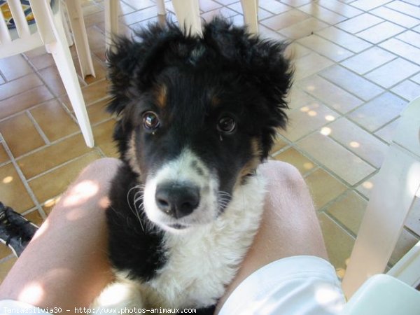 Photo de Border collie