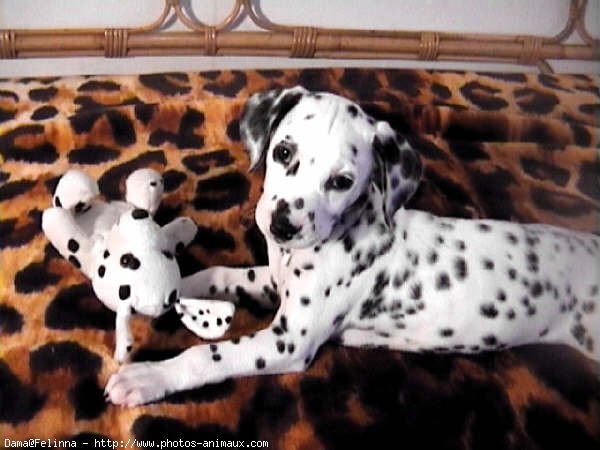 Photo de Dalmatien