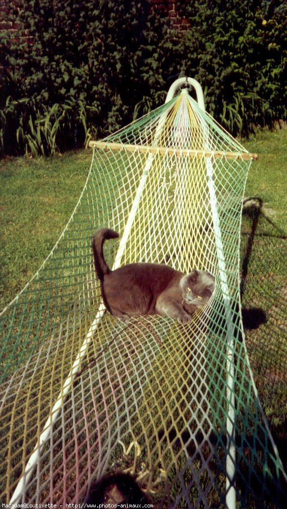 Photo de Chartreux