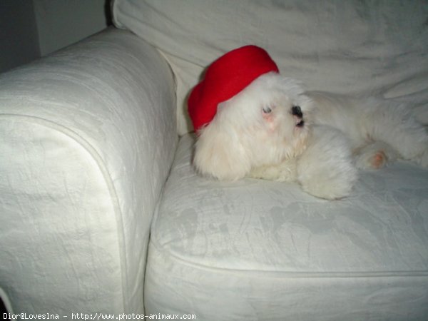 Photo de Lhassa apso