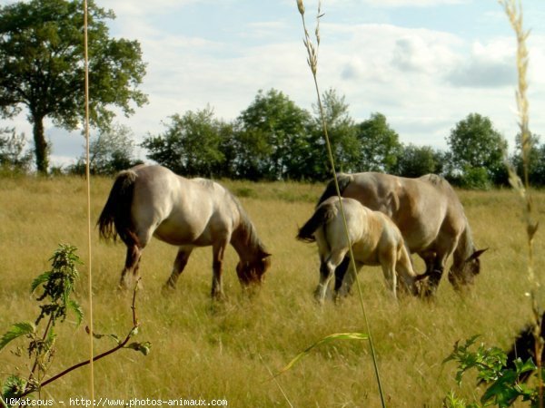 Photo d'Ardennais