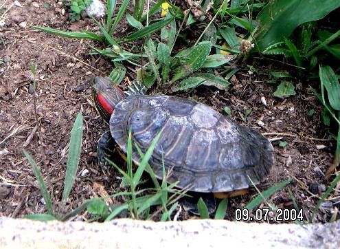 Photo de Tortue