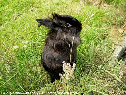 Photo de Lapin