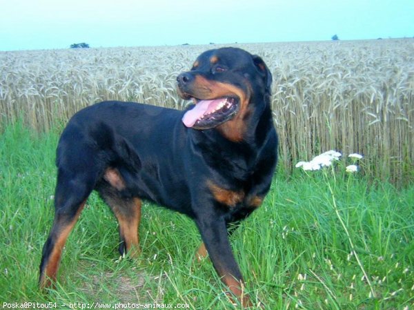 Photo de Rottweiler