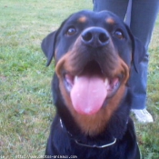 Photo de Rottweiler