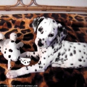 Photo de Dalmatien