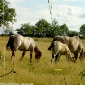 Photo d'Ardennais