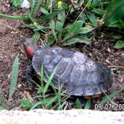 Photo de Tortue