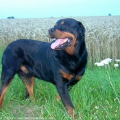 Photo de Rottweiler