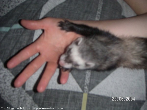 Photo de Furet