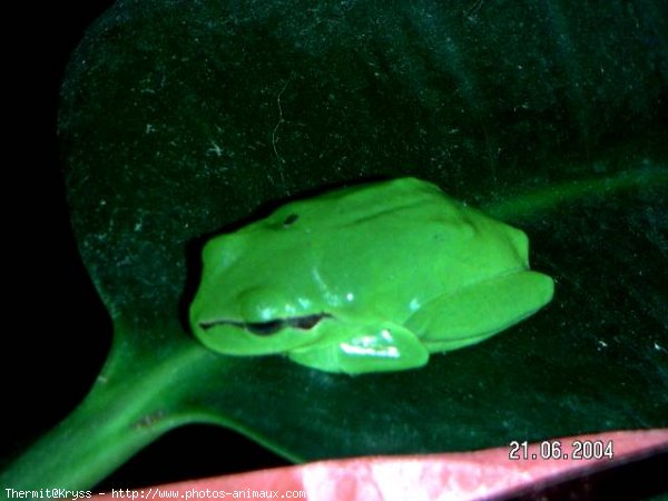 Photo de Grenouille - rainette