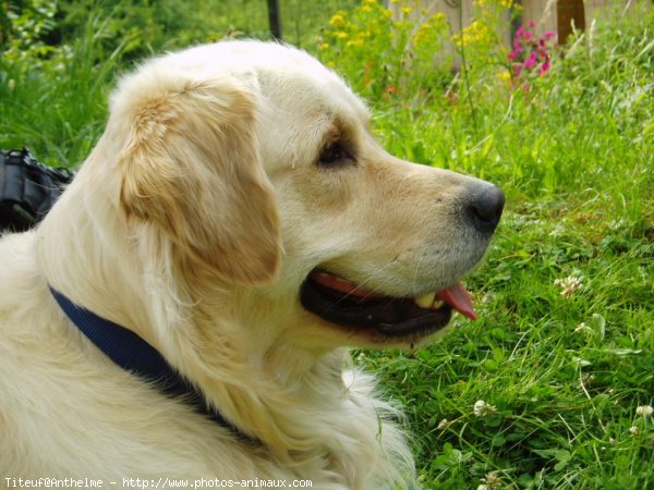 Photo de Golden retriever