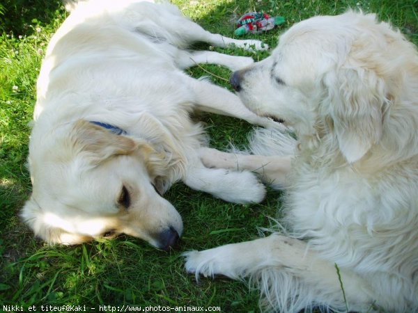 Photo de Golden retriever