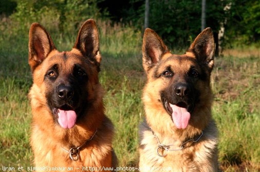 Photo de Berger allemand  poil court