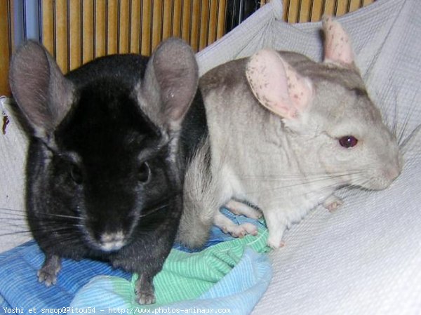 Photo de Chinchilla