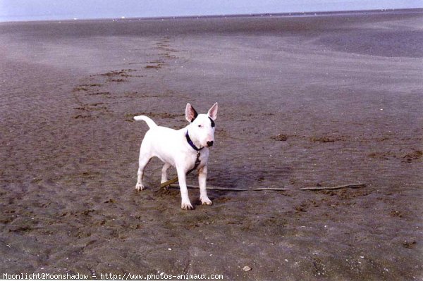 Photo de Bull terrier miniature