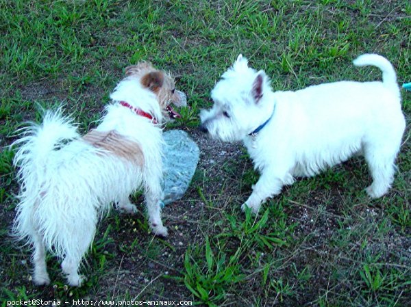 Photo de Jack russell terrier