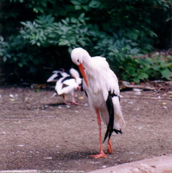 Photo de Cigogne