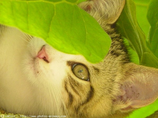 Photo de Chat domestique